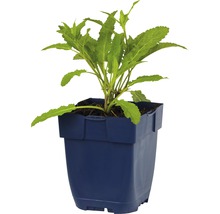 Hainsalbei, Ziersalbei FloraSelf Salvia nemorosa 'Cardonna' H 5-20 cm Co 0,5 L