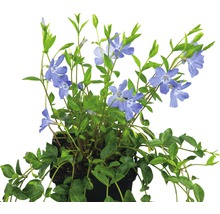 Immergrün Pflanze im Topf mit grünen Blättern und blauen Blüten