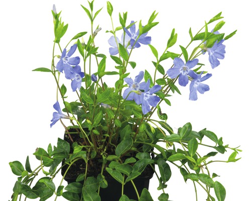 Immergrün Pflanze im Topf mit grünen Blättern und blauen Blüten