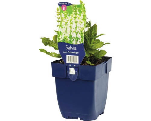Hainsalbei, Ziersalbei, Gartensalbei FloraSelf Salvia nemorosa 'Schneehuegel' H 5-20 cm Co 0,5 L