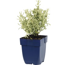 Heiligenkraut FloraSelf Santolina chamaecyparissus H 5-40 cm Co 0,5 L