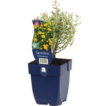 Heiligenkraut FloraSelf Santolina chamaecyparissus H 5-40 cm Co 0,5 L
