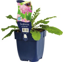 Skabiosenblume ''Pink Mist'' im Topf