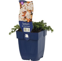 Mauerpfeffer Floraself Sedum album 'Coral Carpet' H 3-5 cm Co 0,5 L