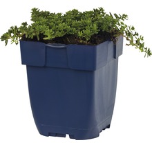 Mauerpfeffer Floraself Sedum album 'Coral Carpet' H 3-5 cm Co 0,5 L