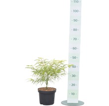 Fächerahorn FloraSelf Acer palmatum 'Koto-no-Ito' H 30-40 cm Co 4,5 L