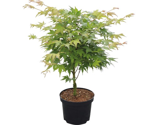 Japanischer Ahorn im Topf