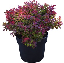 Berberitze FloraSelf Berberis thunbergii 'Ruby Star' H 30-40 cm Co 4,5 L
