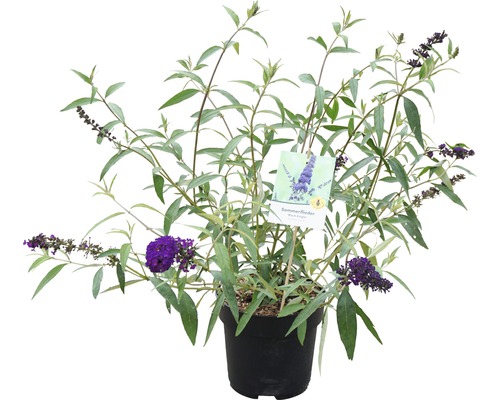 Sommerflieder im Topf mit lila Blüten und grünen Blättern