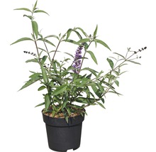 Sommerflieder FloraSelf Buddleja davidii 'Empire Blue' H 60-80 cm Co 4,5 L