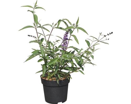 Schmetterlingsstrauch in einem Topf