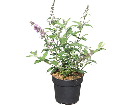 Schmetterlingsflieder im Topf