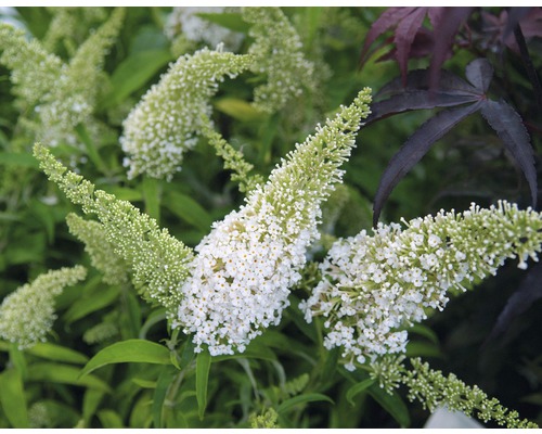 Sommerflieder FloraSelf Buddleja davidii 'White Profusion' H 60-80 cm Co 4,5 L Nahaufnahme einer Schmetterlingsflieder-Pflanze mit weißen Blütenständen