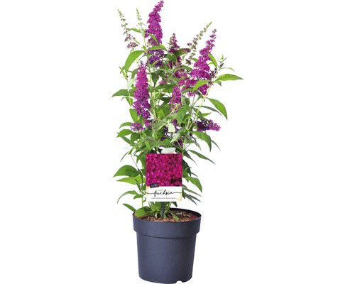 Schmetterlingsflieder im Topf