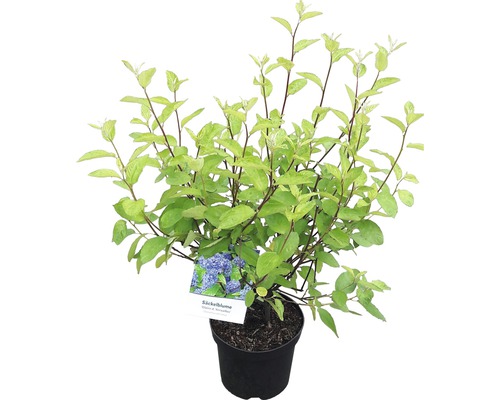 Säckelblume im Topf mit grünen Blättern und einem Etikett