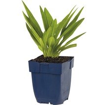 Gladiolen Pflanze in blauem Topf