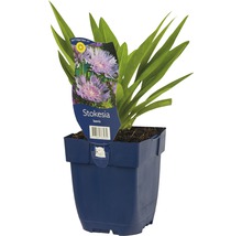 Stokesia laevis im Topf