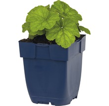 Heuchera Pflanze im Topf