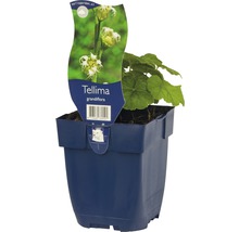 Tellima grandiflora Pflanze im Topf