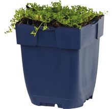 Blauer Pflanzkasten mit grünen Pflanzen
