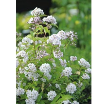 Blütenstrauch mit zahlreichen kleinen Blüten