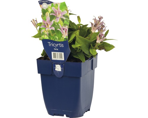 Krötenlilie, Höckerblume FloraSelf Tricyrtis hirta H 5-60 cm Co 0,5 L