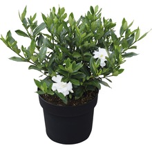 Gardenie FloraSelf Gardenia jasminoides 'Double Mint' H 30-40 cm Co 4,5 L