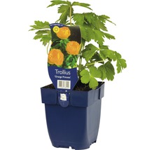 Trollblume ''Orange Princess'' im Topf