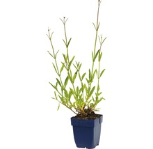 Eisenkraut FloraSelf Verbena bonariensis H 5-80 cm Co 0,5 L