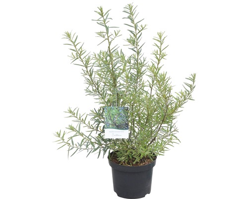 Sanddornpflanze im Topf