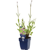 Eisenkraut FloraSelf Verbena bonariensis H 5-80 cm Co 0,5 L