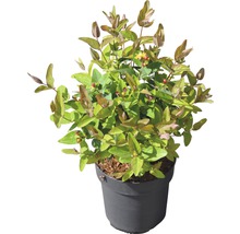 Hypericum-Busch im Topf