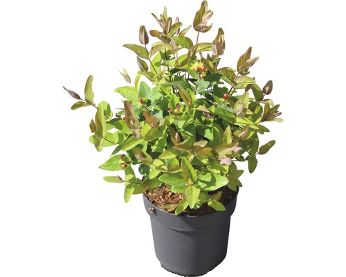 Hypericum-Busch im Topf