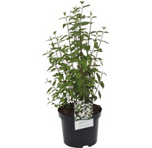 Strauch Deutzia Scabra Plena im Topf