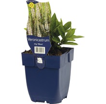 Veronicastrum virg. ''Album'' im Topf