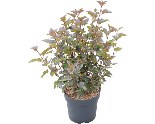 Fasanenspiere in einem Topf