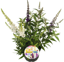 Schmetterlingsstrauch ''Summer Teens'' im Topf