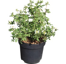 Fünffingerstrauch FloraSelf Potentilla fruticosa 'Creme Brulee' H 30-40 cm Co 4,5 L