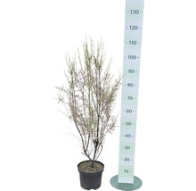 Blühende Tamariske im Topf mit Größenangabe