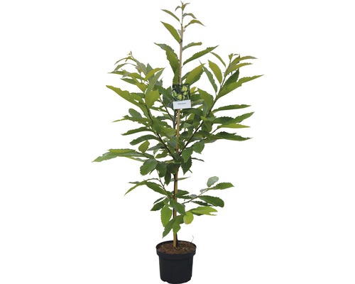 Junge Esskastanie im Topf mit Stützstab und Etikett