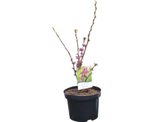 Judasbaum im Topf