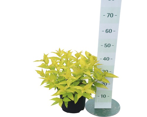 Spirae im Topf mit Größenangabe