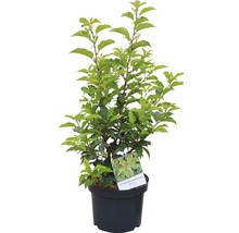 portugiesischer Kirschlorbeer FloraSelf Prunus lusitanica 'Brenelia' H 60-80 cm Co 6 L
