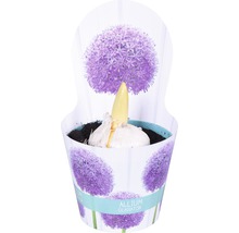 Allium Gladiator Zwiebel im Topf