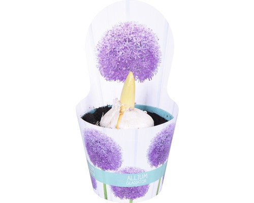 Allium Gladiator Zwiebel im Topf
