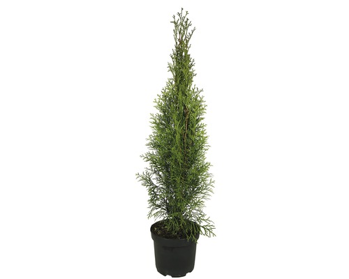 Heckenpflanze FloraSelf Smaragd-Thuje Lebensbaum H 50-60 cm im 2 Liter Topf ab 30 Stück auf Palette