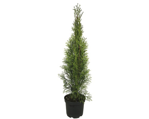 Heckenpflanze FloraSelf Smaragd-Thuje Lebensbaum H 50-60 cm im 2 Liter Topf