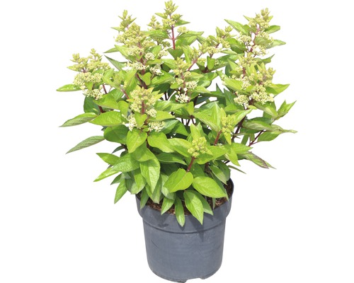 Rispenhortensie im Topf