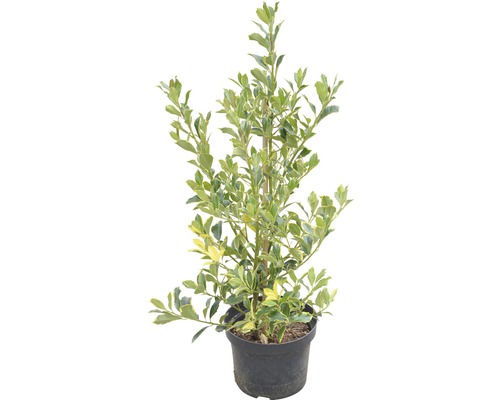 Im Topf gezogene Euonymus japonicus ''Aureomarginatus'' Pflanze.