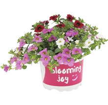 Blumentopf mit Petunien